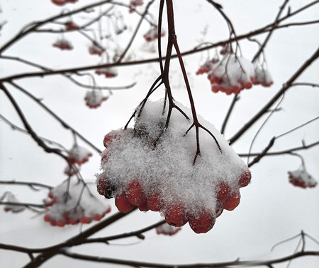 A bunch of mountain ash covered with fluffy first snow.の写真素材