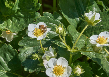 A honey bee collects nectar from a white strawberry flower in the garden.の写真素材