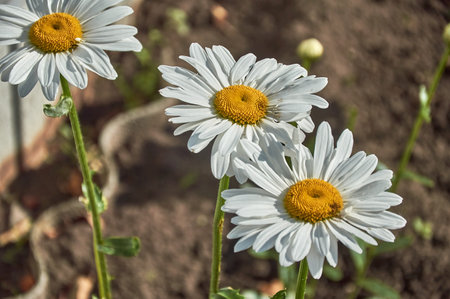 White daisies in the garden. Selective focus. Blurred background.の写真素材