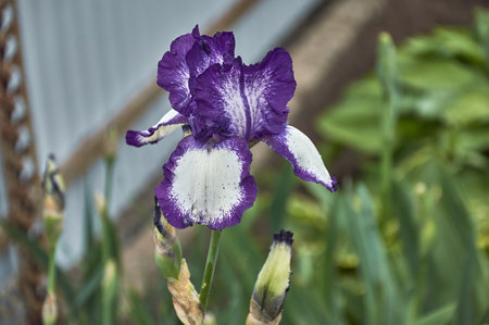 A flower of a bearded German iris with raindrops on a blurred green background.の写真素材