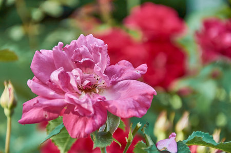 Red rose petals in sunlight on a blurry backgroundの写真素材