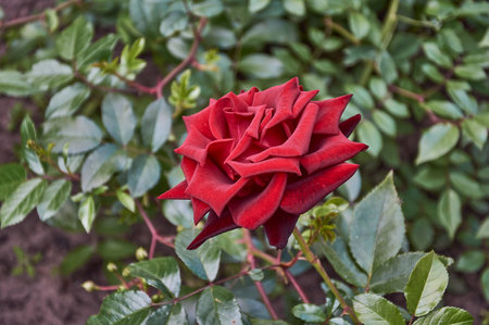 Red rose petals in sunlight on a blurry backgroundの写真素材