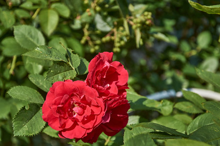 Red rose petals in sunlight on a blurry backgroundの写真素材
