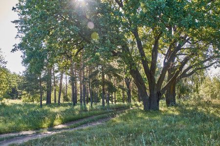Big oaks and early morning light in the groveの写真素材