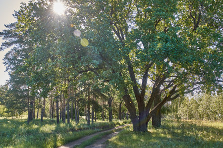 Big oaks and early morning light in the groveの写真素材