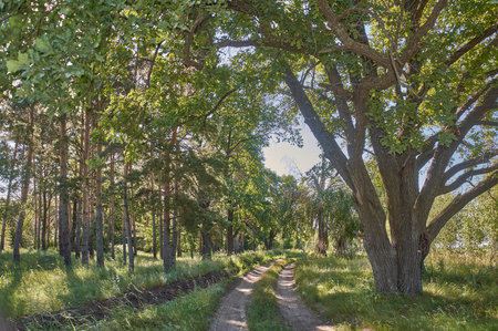 Big oaks and early morning light in the groveの写真素材