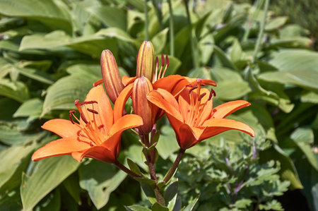 Orange lily flowers grow in the summer garden.の写真素材
