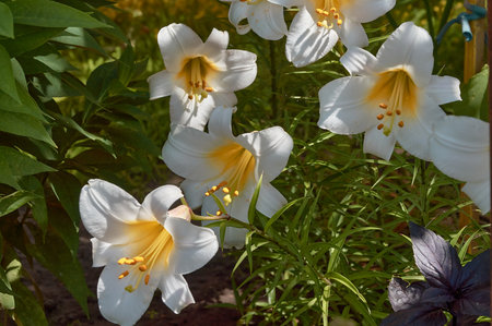 White lily flowers grow in the summer garden.の写真素材