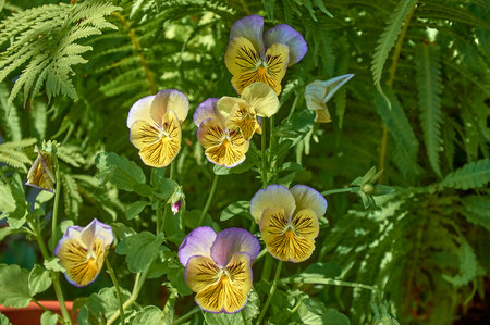 Two-tone pansies, horned violet in the gardenの写真素材