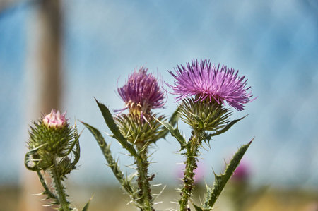 Lovely purple thistle flower close-up on natural green blurred backgroundの写真素材