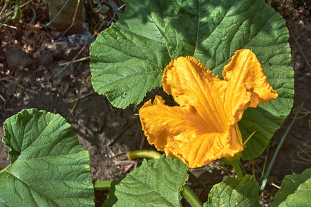 Yellow pumpkin flowers in the garden close-upの写真素材