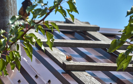 A butterfly basks in the sun on the roof of a house.の写真素材