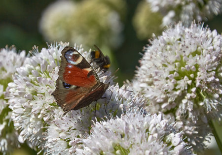 Peacock Eye butterfly on a blooming onionの写真素材