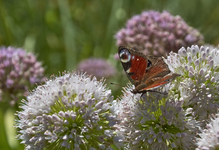 Peacock Eye butterfly on a blooming onionの写真素材