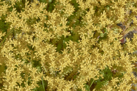 Ochitok caustic or sedum is a decorative groundcover succulent.の写真素材