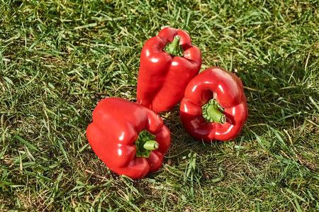 Three large red bell peppers on green grassの写真素材