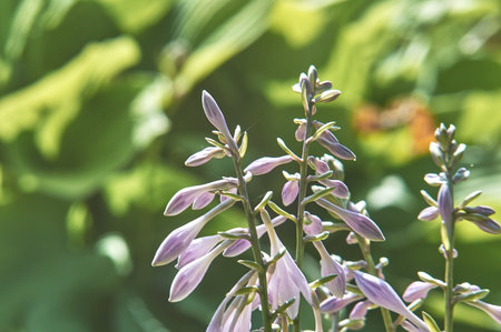 Light purple flowers hosts in the home gardenの写真素材