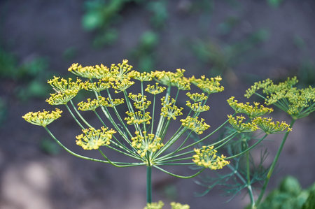 Close-up of blooming dill umbrellas in the garden