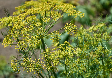 Close-up of blooming dill umbrellas in the garden