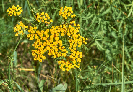 Common tansy on a natural blurred background of green grassの写真素材