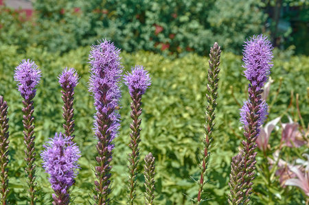 Flowers of liatris spikelet in the garden on a natural green background.の写真素材