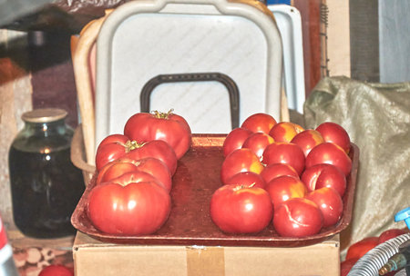 Tomatoes in close-up on a tray in an old barnの写真素材