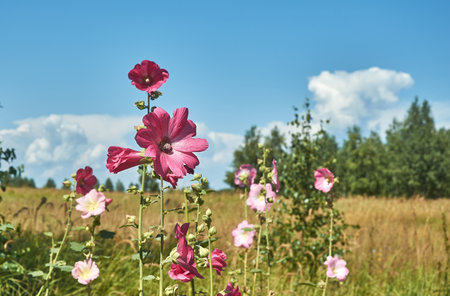 Blooming hollyhocks in the rays of the summer sun against a blue skyの写真素材
