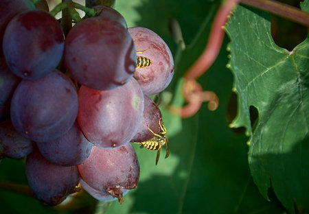 Common wasps eat grapes in the vineyard.