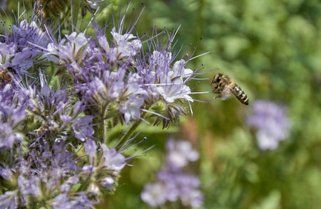 Honey bee on a purple phacelia flowerの写真素材