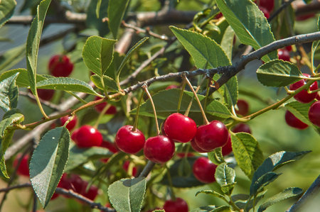 Lots of ripe cherries on a tree on a sunny summer dayの写真素材