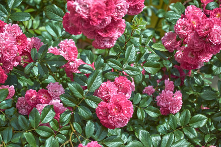 Close-up of a climbing rose bush with pink flowersの写真素材