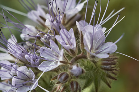 A phacelia flower in close-up on a blurred green backgroundの写真素材