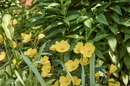Oenothera shrubby perennial blooms in the gardenの写真素材