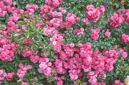 Close-up of a climbing rose bush with pink flowersの写真素材