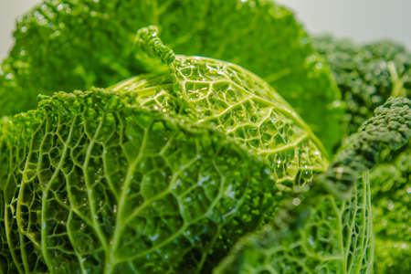 Fresh savoy cabbage close-upの写真素材