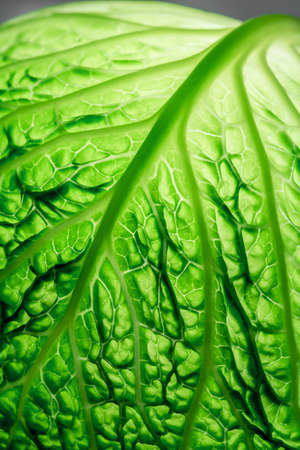 savoy cabbage leafの写真素材