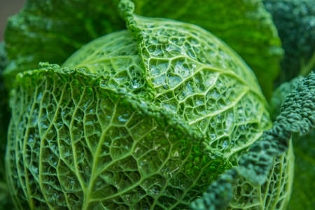 Fresh savoy cabbage close-upの写真素材