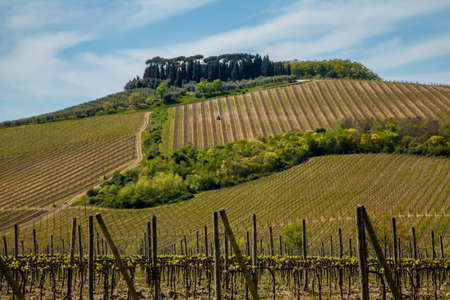 Chianti vineyards Countryside Tuscany Italyの写真素材