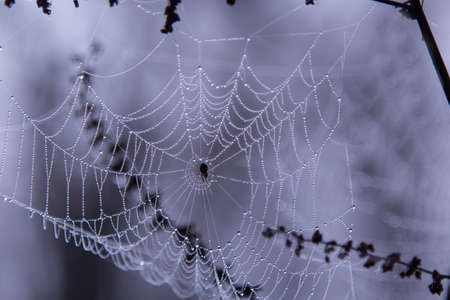 Morning dew on spider webの写真素材