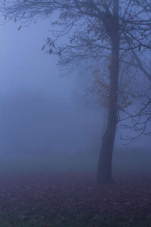Nature Autumn Tree Fog Landscape