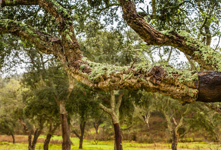 Cork Trees natural resources Landscape in Portugal Alentejo