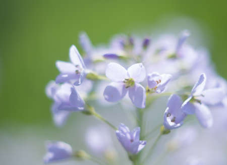 Nature spring details wildflowers abstract green Background