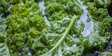 Kale Green cabbage leaves in the wash waterの写真素材