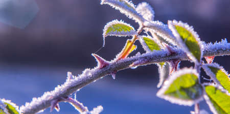 Brilliant frost crystals on rose hip shrub winter Natureの写真素材
