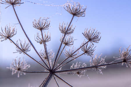 Brilliant frost crystals on wildflowers winter Natureの写真素材