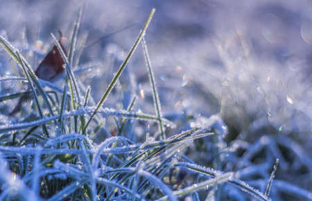 Winter frost on grass and bokeh background Nature seasonal detailsの写真素材