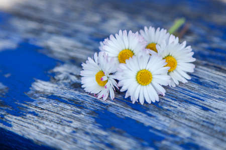 Daisies on rustic blue Wooden weatthered vintage background Close upの写真素材