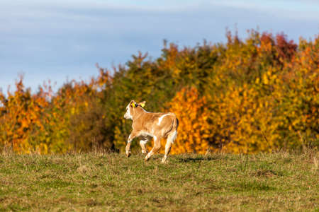 Cows Pasture Farmland on Autumn Nature Animals Farmの写真素材