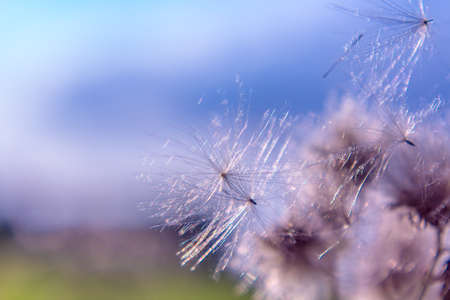 Nature Abstract flowers Close up Blue Sky Backgroundの写真素材