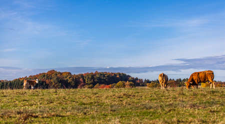 Cows Pasture Farmland on Autumn Nature Animals Farmの写真素材